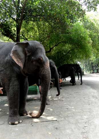 Kodanad Elephant Training Centre 